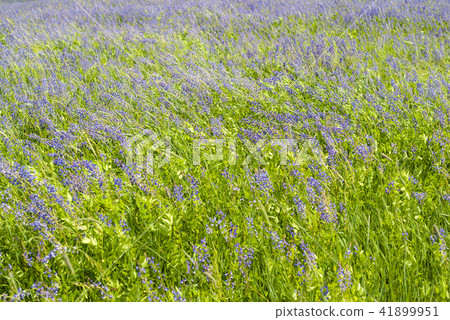 background - noon meadow with blooming lucerne 41899951