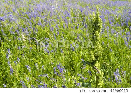 weed in the middle of the meadow weed in the middle of the meadow 41900013