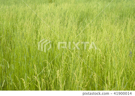 herbal background - summer meadow 41900014