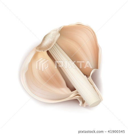 Vector realistic half head of garlic Vector realistic half head of garlic 41900345
