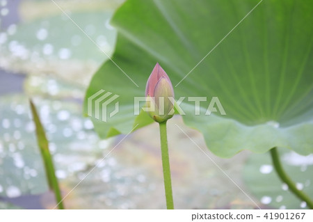 Lass pond on rainy day 41901267