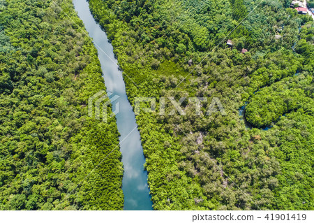 River in tropical mangrove green tree forest 41901419