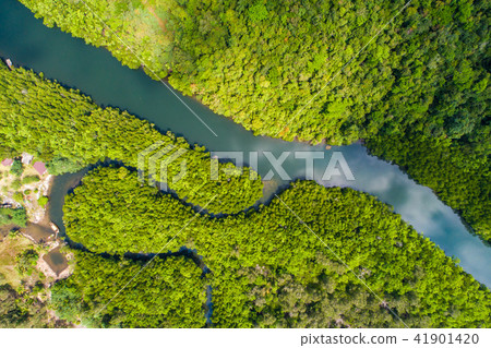 River in tropical mangrove green tree forest River in tropical mangrove green tree forest 41901420