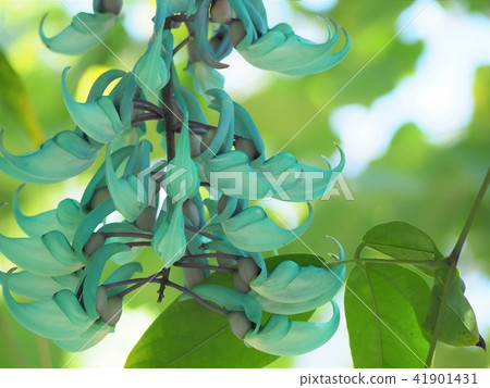 金銀花 金銀花 41901431