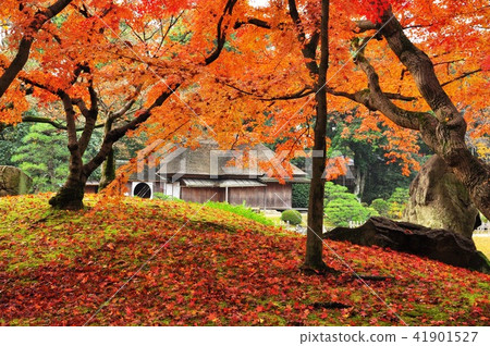 Autumn leaves of Yuishin mountain of Okayama Korakuen Autumn leaves of Yuishin mountain of Okayama Korakuen 41901527