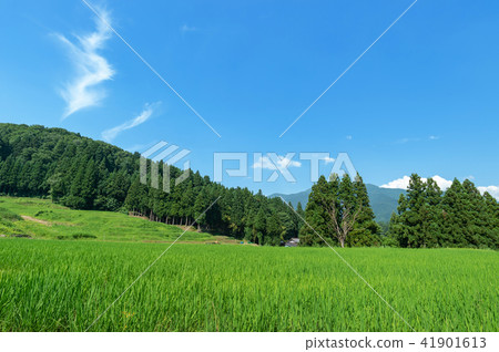 三條市新潟縣北川河的水稻梯田 41901613