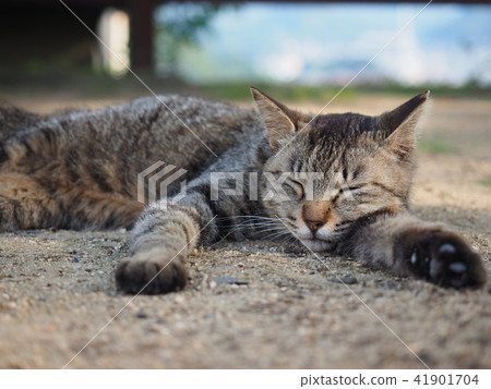 Cat  Cat  41901704