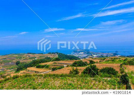 Minamikushiyama Tanabata (potato field) [Unzen City, Nagasaki Prefecture] 41901814