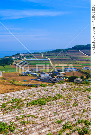 Minamikushiyama Tanabata (potato field) [Unzen City, Nagasaki Prefecture] 41901826