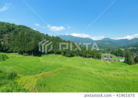 三條市新潟縣北川河的水稻梯田 41901878