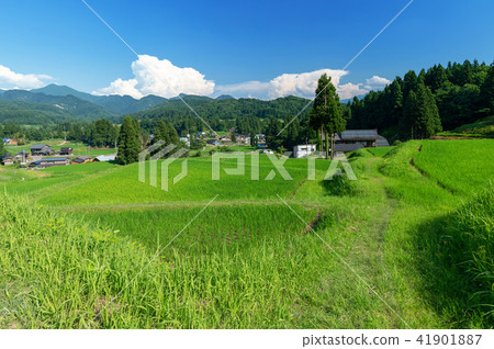 三條市新潟縣北川河的水稻梯田 三條市新潟縣北川河的水稻梯田 41901887
