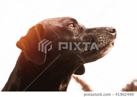 Closeup of the homeless dog 41902499