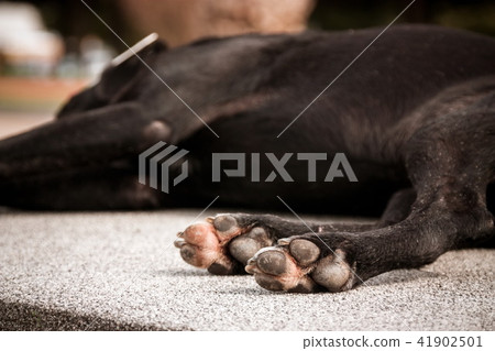Closeup of the homeless sad dog 41902501