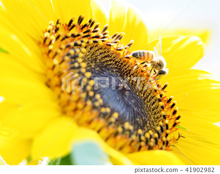 Sunflowers and honeybee Sunflowers and honeybee 41902982