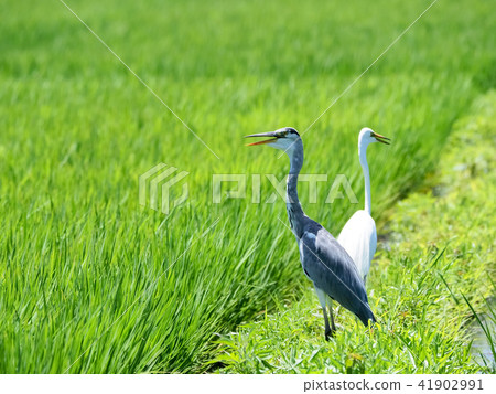 Two virgins Two virgins 41902991