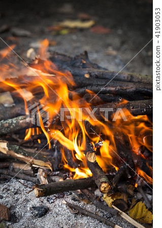 bonfire in the forest bonfire in the forest 41903053