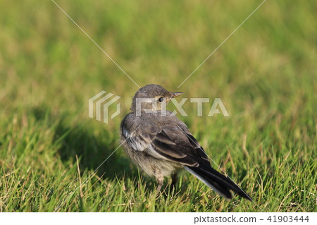 Hakusesukirei's nesting chicks 41903444