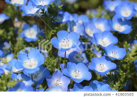 Nemophila 41903505