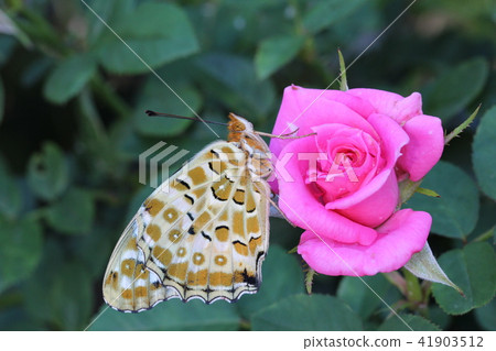 Tsunagoro Hyouton directly emerged on a rose Tsunagoro Hyouton directly emerged on a rose 41903512