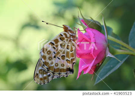 Tsunagoro Hyouton directly emerged on a rose Tsunagoro Hyouton directly emerged on a rose 41903523