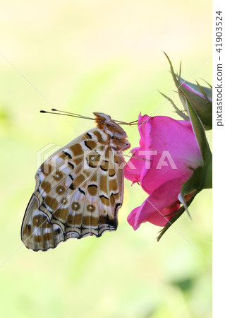 Tsunagoro Hyouton directly emerged on a rose Tsunagoro Hyouton directly emerged on a rose 41903524