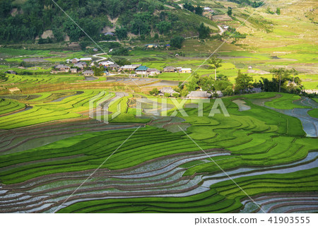 Terraced rice field in water season 41903555