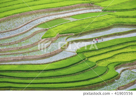 Terraced rice field in water season 41903556