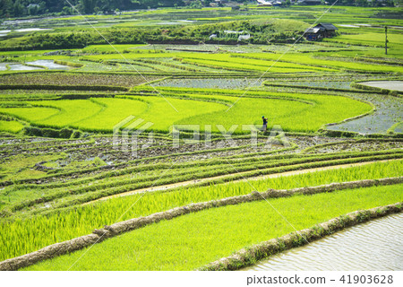 Terraced rice field in water season 41903628