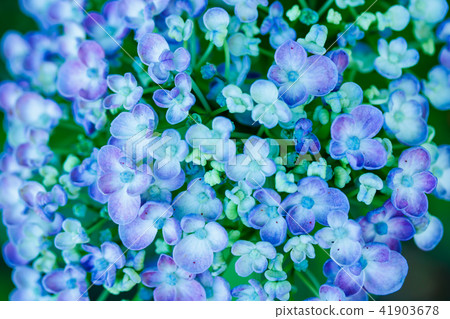  hydrangea 41903678