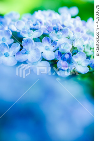  hydrangea 41903679