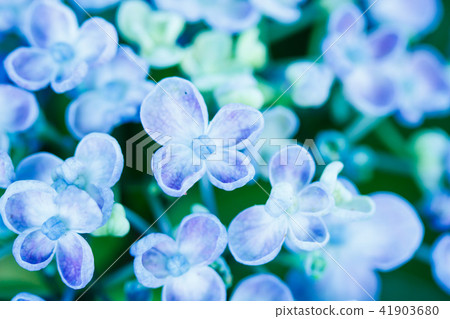  hydrangea 41903680