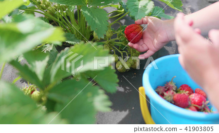 The child collects red berry Victoria. Gently breaks the berry and puts it in a child's bucket 41903805