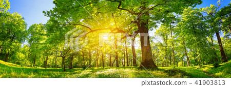 Tree foliage in morning light Tree foliage in morning light 41903813