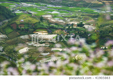 Terraced fields in water season Terraced fields in water season 41903863