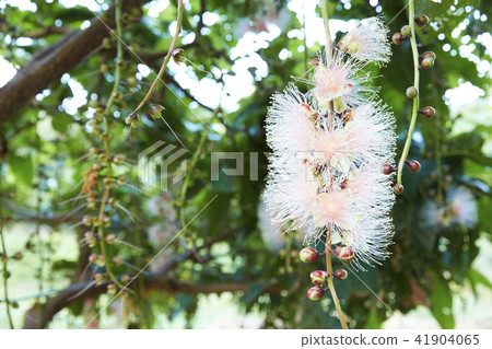 沖繩縣宮古島相花 41904065