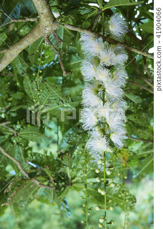 沖繩縣宮古島相花 41904066