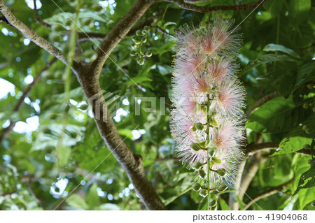 沖繩縣宮古島相花 沖繩縣宮古島相花 41904068