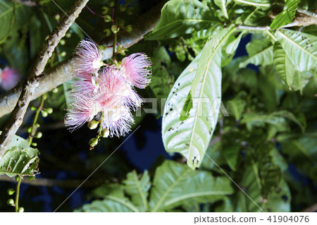 Okinawa Prefecture Miyakojima Sagaribana Okinawa Prefecture Miyakojima Sagaribana 41904076