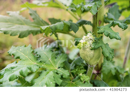 Dangerous toxic plant Giant Hogweed in the field 41904273