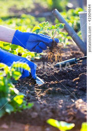 planting strawberries in the garden 41904644