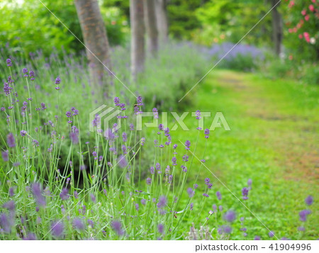 English garden path English garden path 41904996