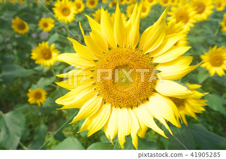Sunflower field in midsummer Sunflower field in midsummer 41905285