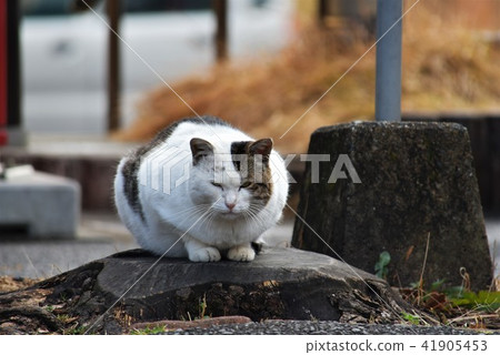 流浪貓 41905453