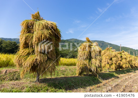 Akita prefecture Yuzawa city rural piled sun-dried sun-dried (September) 41905476