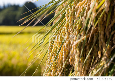 Akita prefecture Yuzawa city rural piled sun-dried sun-dried (September) 41905479