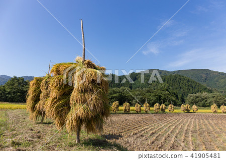 Akita prefecture Yuzawa city rural piled sun-dried sun-dried (September) 41905481