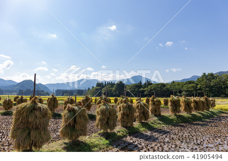Akita prefecture Yuzawa city rural piled sun-dried sun-dried (September) 41905494