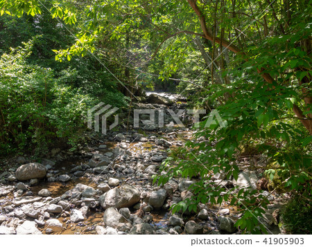 [伊豆]達磨山高原“清瀨森” [初夏] 41905903