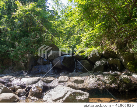 [Izu] Daruma Mountain Plateau "Kiyose no Mori" [Early summer] 41905929
