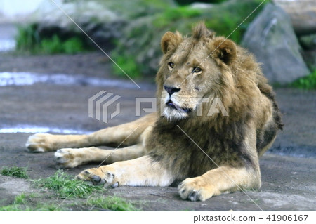 lion 41906167